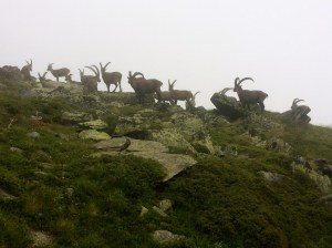 Ibex