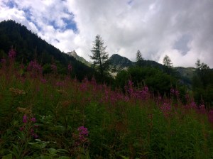 Flowers in the valley